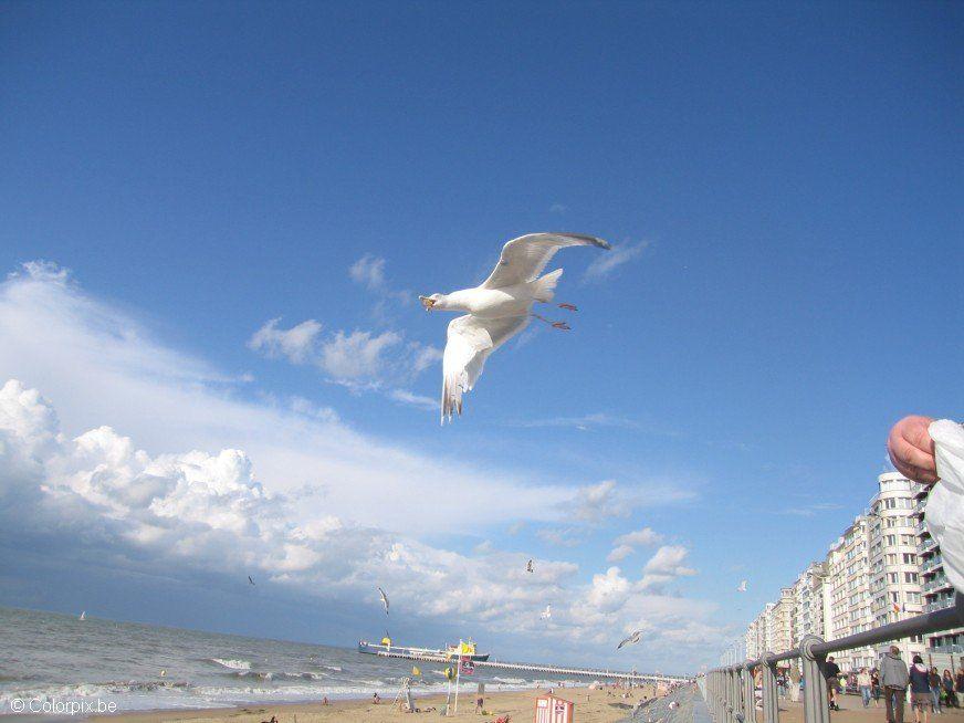 Photo mouettes A  la plage 2